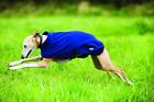 Rrrf53-bk00-yl Horseware Ireland Amigo Fleece 649982746638