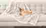 Wh3560spbei Precious Tails Beige Ultra Plush Paw Print Pet Throw Sherpa Blanket 60 X35