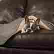 Zw3107 Slumber Pet Thermapet Burrow Blanket 721343019749
