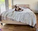 Pjyucien Large Dog Blanket, Reversible Fleece Sherpa Blankets, Soft Plush Pet. Fixed Price $80.48.