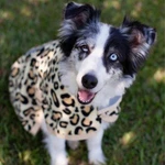 Jeffers Expression Fleece Dog Coat, 18" Soft Warm Cozy Jacket, Moisture. Fixed Price $19.99.