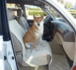Pet Single Car Seat With Floor Coverage Taupe. Fixed Price $36.00.