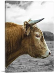 Artcanvas Brown Cow Bull Village Farm Field Print. Fixed Price $80.09.