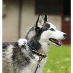 Horseware Amigo Dog Collar Closeout. Fixed Price $14.00.