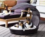 The Refined Canine Outdoor Dog Chaise Bed Luxury Elevated Lounger Canopy Shade. Fixed Price $165.00.