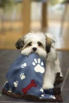 Linen Avenue Pet Blanket. Fixed Price $19.99.