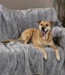 Brentwood Originals Oversized Waterproof Pet Blanket And Furniture Protector. Fixed Price $50.00.