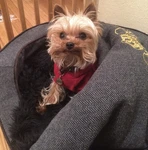 Rare Juicy Couture Y2K Dog Bed Pink Velour Pet 2000S Vintage Small. Fixed Price $199.99.