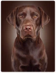 Hommomh Chocolate Blanket, Brown Labrador Dog Print, Soft Fluffy Fleece Thro. Fixed Price $54.99.