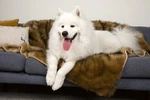 Teton Waterproof Blanket For Pets. Fixed Price $69.99.